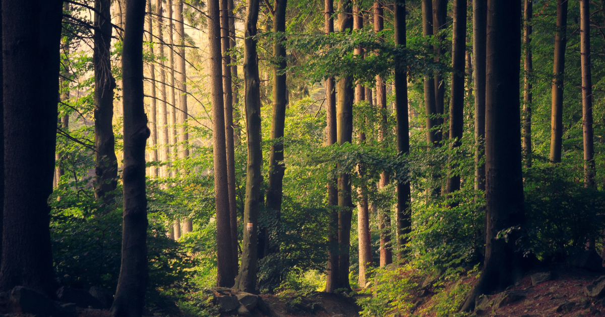 Trees in a sun-dappled forest
