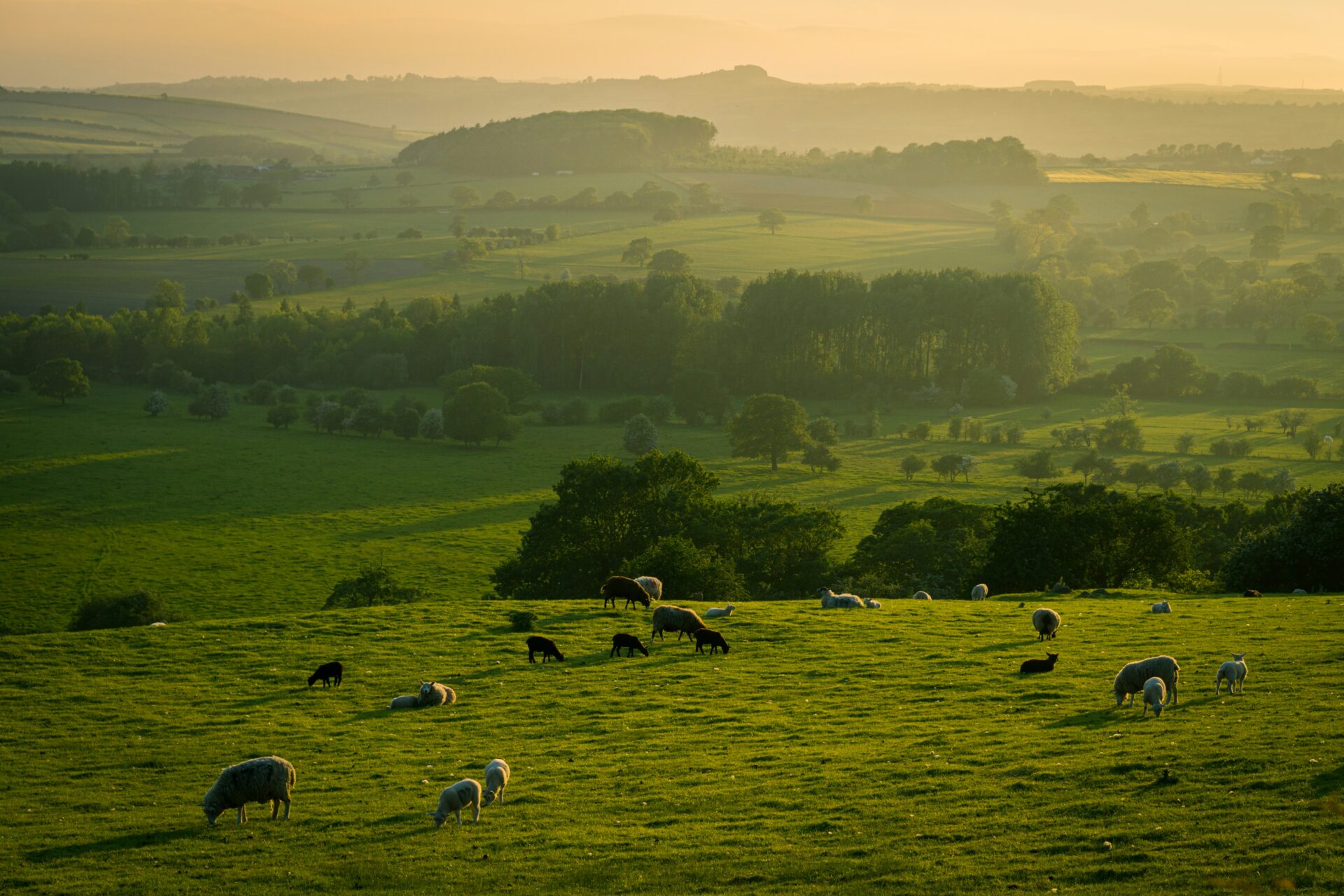 Sheep in a field