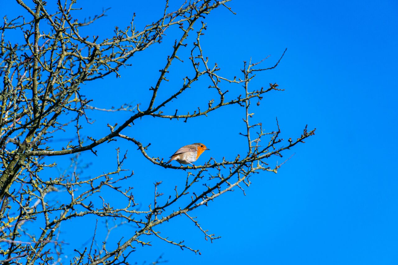 A robin in a tree