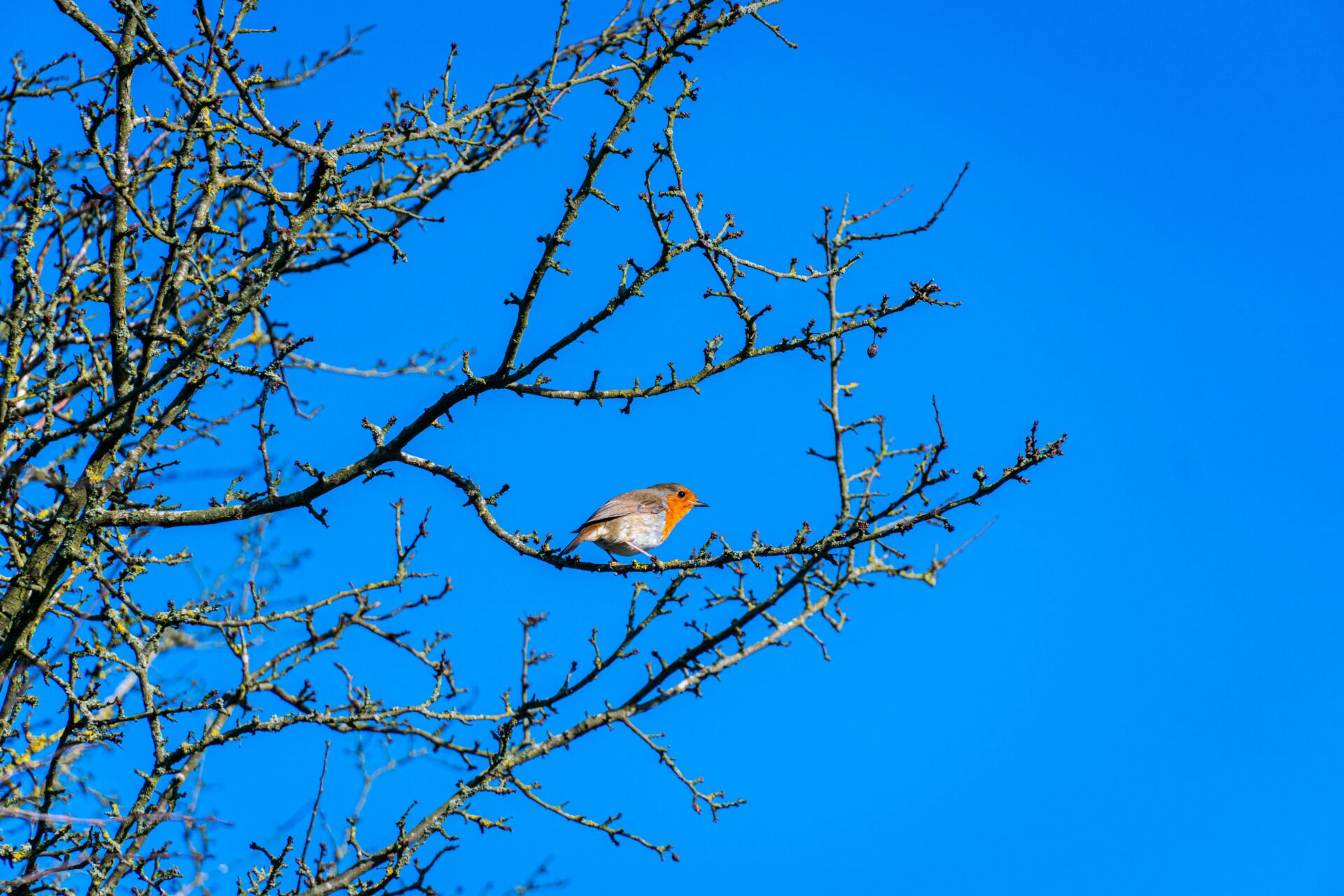 A robin in a tree