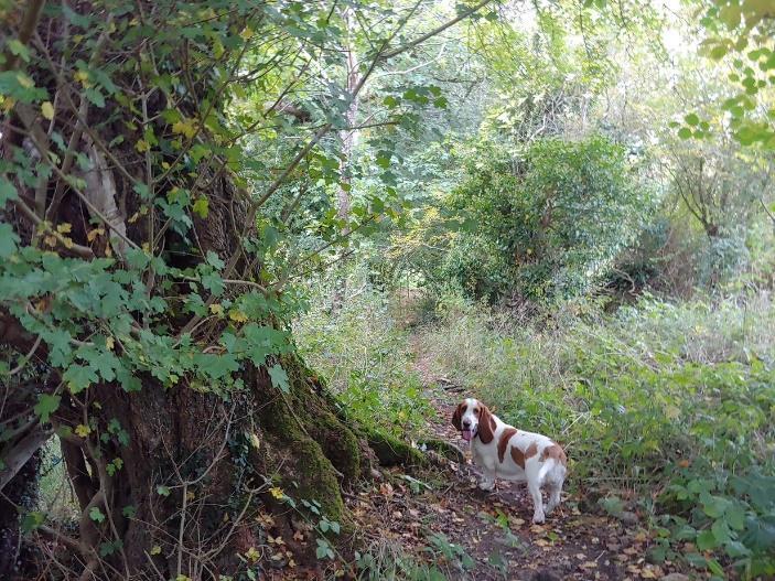 A dog standing on a path in the woods