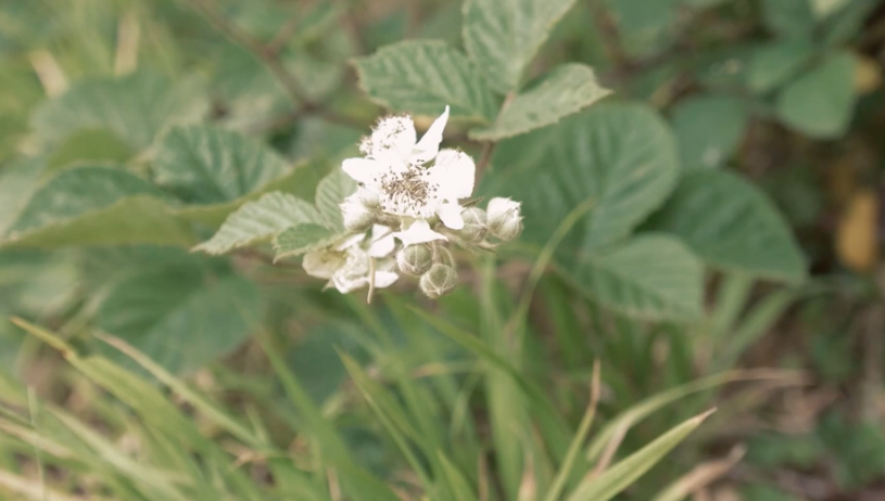 Flowers on a bramble bush.