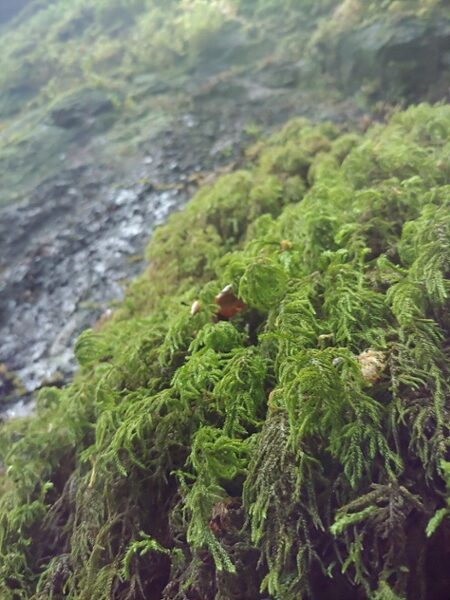Moss growing on a rock