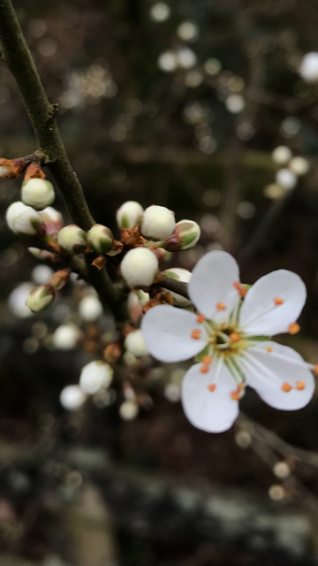 White spring flower on tree