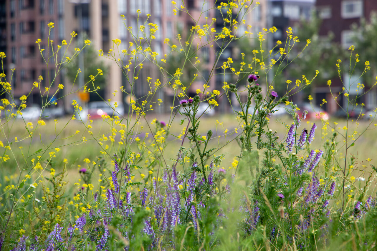 Yellow and purple flowers with urban building in the background