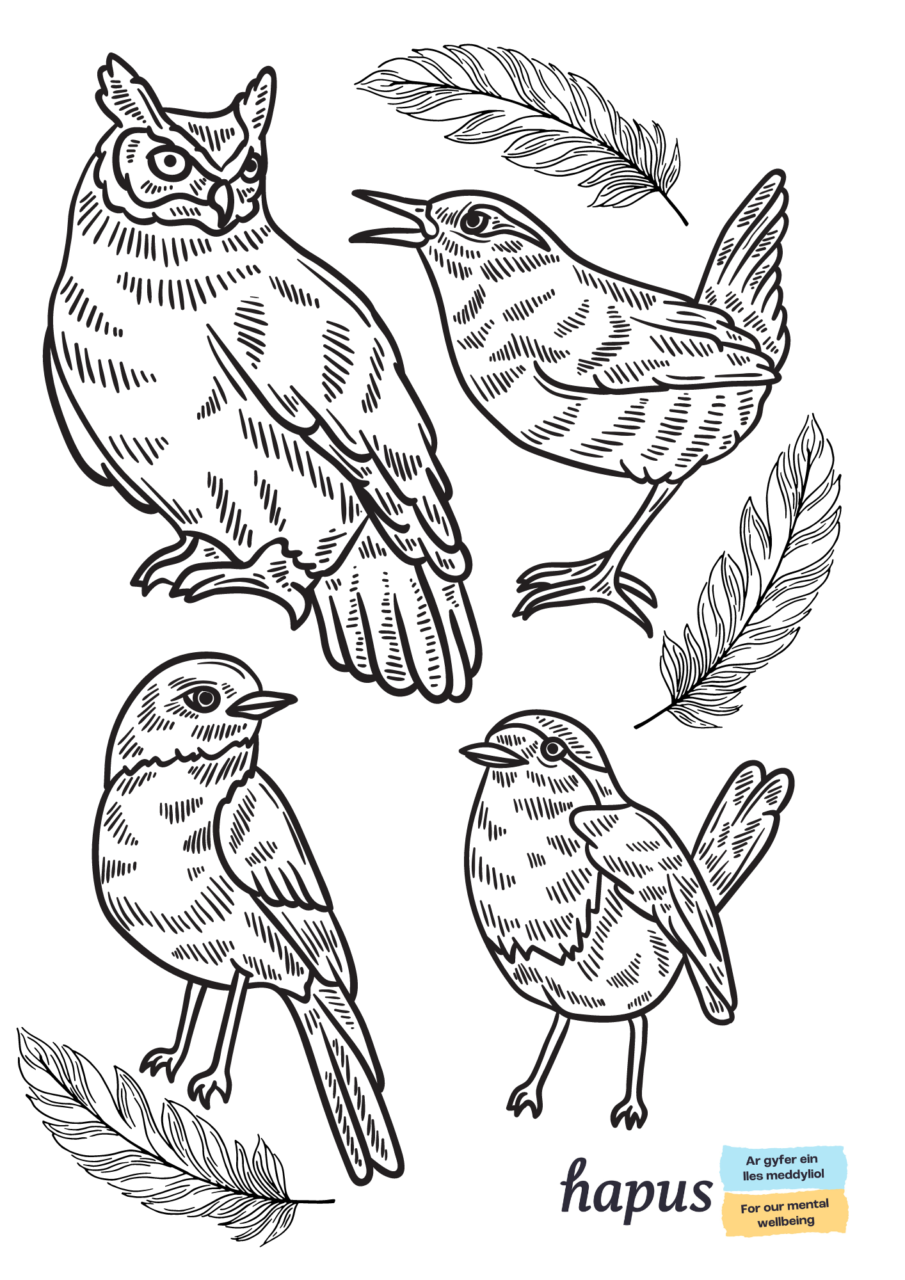 A colouring in sheet with black and white outlines of different birds and feathers.