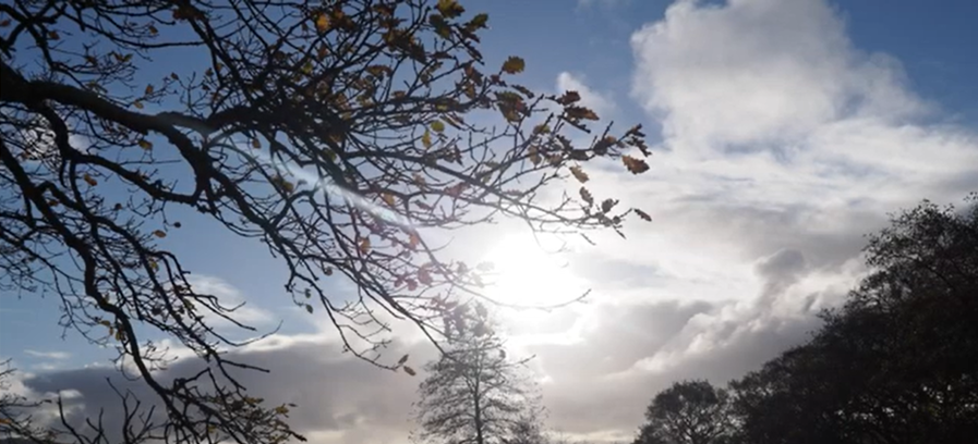 Sunlight coming through trees in a forest.