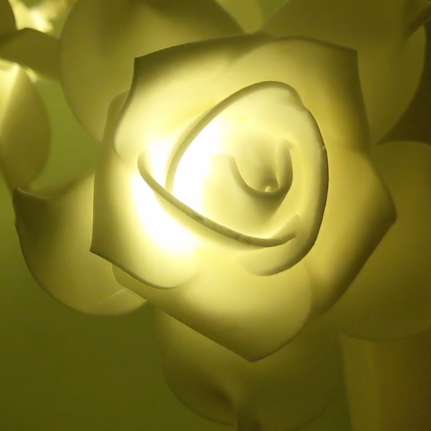 Close-up image of a bright white rose in bloom.